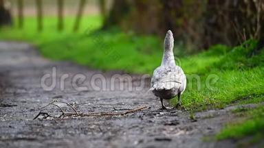 <strong>淋雨</strong>后一只的鸭子在小路上打扫卫生